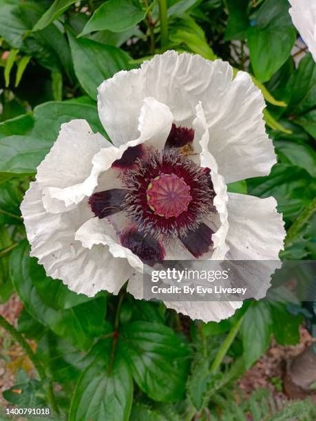 royal wedding poppy - oriental poppy stock-fotos und bilder