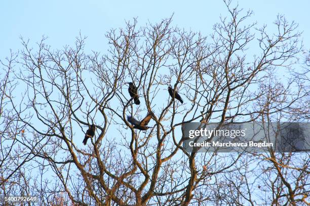 group of crows sitting on a tree - rabe stock-fotos und bilder