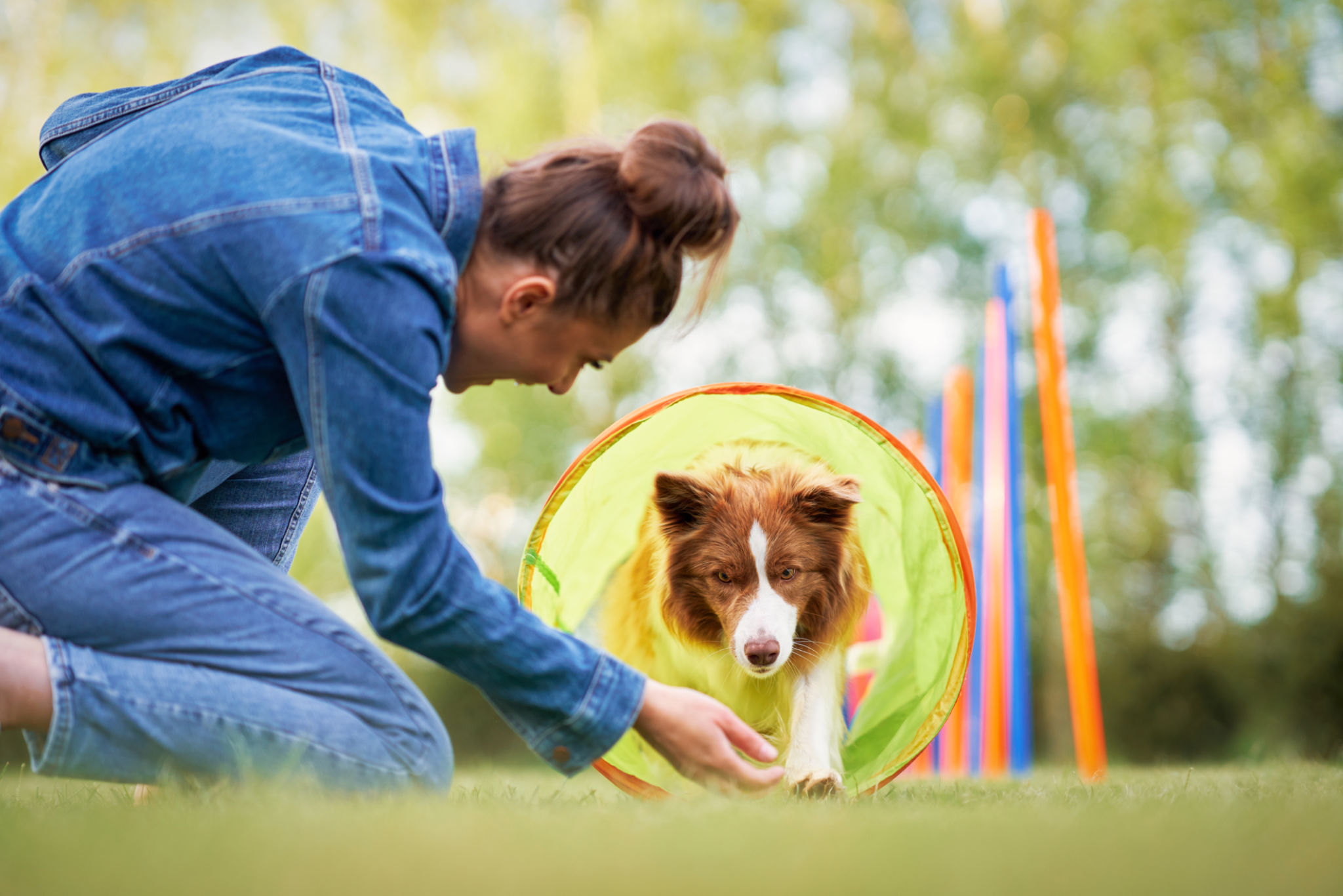 dog behavior training