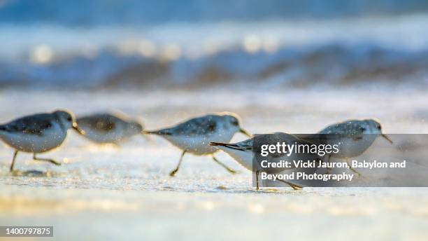 cute line of sanderling birds running on the beach at long beach island - sanderling stock-fotos und bilder