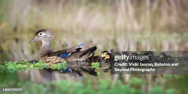 beautiful wood duck hen with young chicks in exton, pennsylvania - 雛鳥 ストックフォトと画像