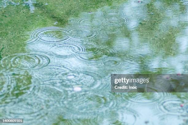 ripples of rain - rainy season stock pictures, royalty-free photos & images