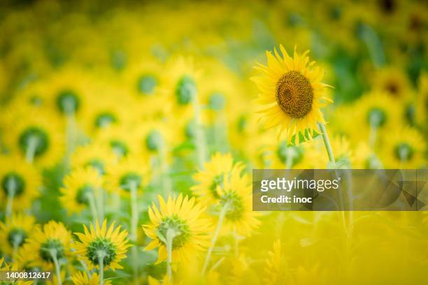 a sunflower standing out in the group - standing out from the crowd flower stock pictures, royalty-free photos & images