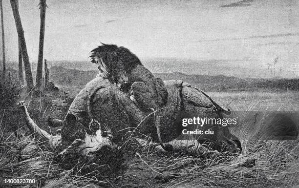 ilustraciones, imágenes clip art, dibujos animados e iconos de stock de leones luchando contra un rinoceronte - lion-fight-drawing