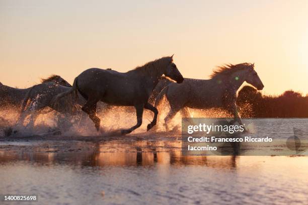 wild white horses of camargue running in water - stallion running stock pictures, royalty-free photos & images