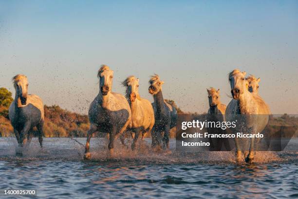 wild white horses of camargue running in water - languedoc rousillon stock-fotos und bilder