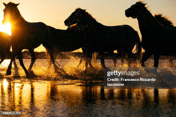 wild white horses of camargue running in water - camargue stock-fotos und bilder