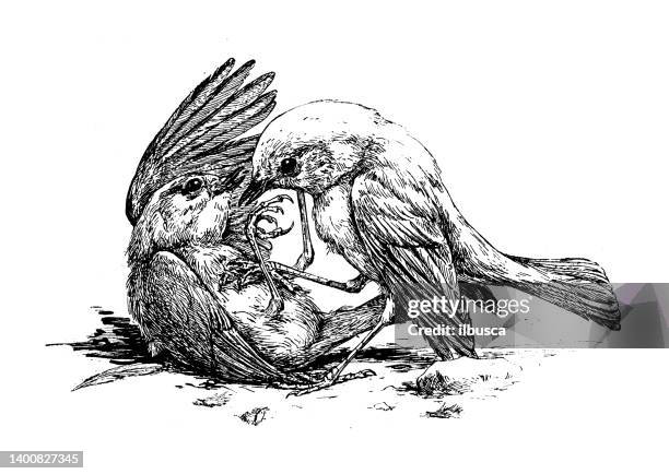 Birds Fighting Pattern 94 Sparrows Fighting Stock Photos, High-Res Pictures, and Images ...