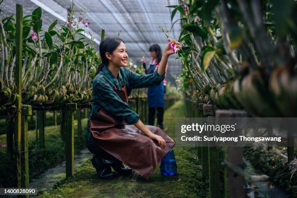 young asian women farmer working  and check quality control in orchid farm greenhouse. - orchids of asia stock pictures, royalty-free photos & images