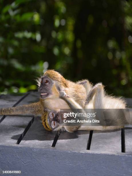 monkey games - barbados wildlife reserve stock pictures, royalty-free photos & images