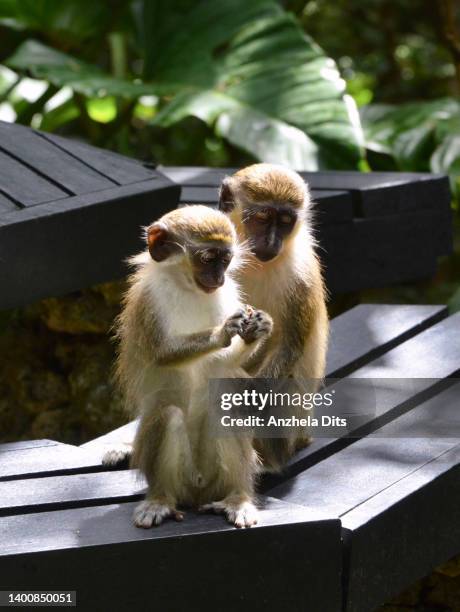 monkey life - vervet monkey stock-fotos und bilder