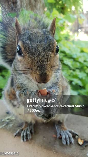 close-up portrait of gray squirrel eating food - tree squirrel stock-fotos und bilder