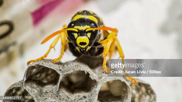 close-up of bee on yellow flower,bucharest,romania - paper wasp 個照片及圖片檔