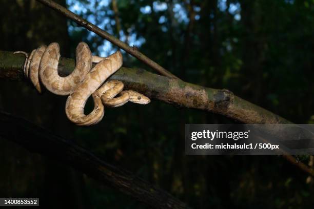 close-up of rusty chain on tree trunk,iquitos,peru - boa bildbanksfoton och bilder