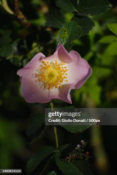 close-up of pink rose flower - wildrose stock-fotos und bilder