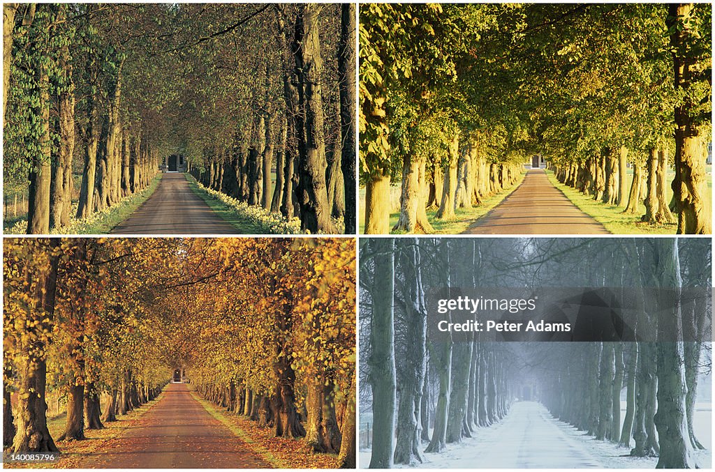 English country lane in four seasons
