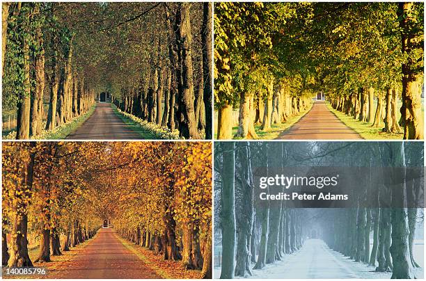 english country lane in four seasons - tree across road stock pictures, royalty-free photos & images