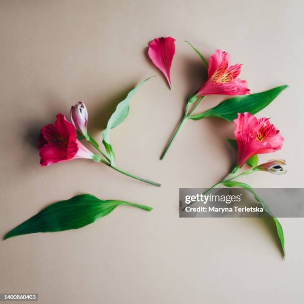 Generic Spring Flowers Photos and Premium High Res Pictures - Getty Images