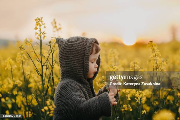 a portrait of a cute toddler girl in a yellow blooming field - cute girl portrait stock pictures, royalty-free photos & images