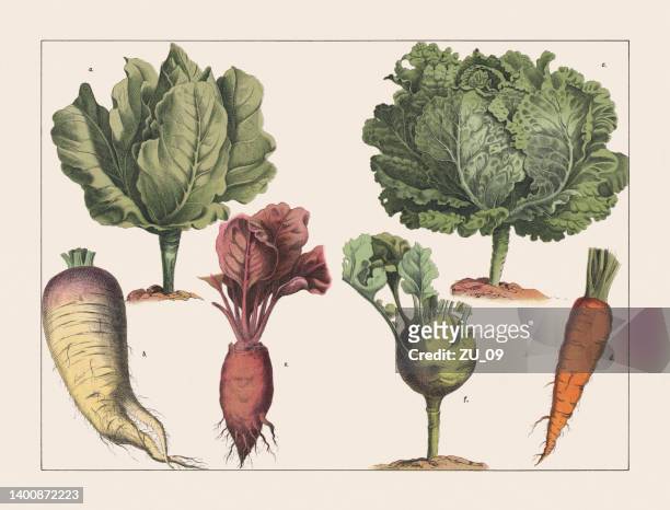 ilustraciones, imágenes clip art, dibujos animados e iconos de stock de varias plantas (repollo), cromolitografía, publicado en 1891 - cabbage family