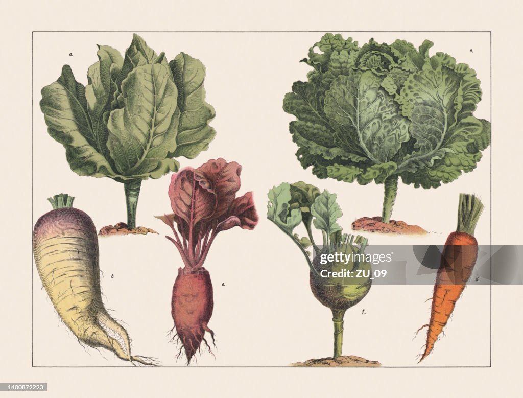 Various plants (cabbage), chromolithograph, published in 1891