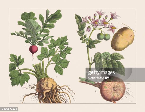 ilustrações, clipart, desenhos animados e ícones de várias plantas (tubérculos), cromoolithograph, publicado em 1891 - solanáceas