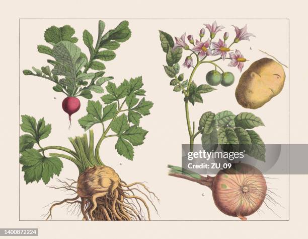 ilustrações de stock, clip art, desenhos animados e ícones de various plants (tubers), chromolithograph, published in 1891 - allium flower