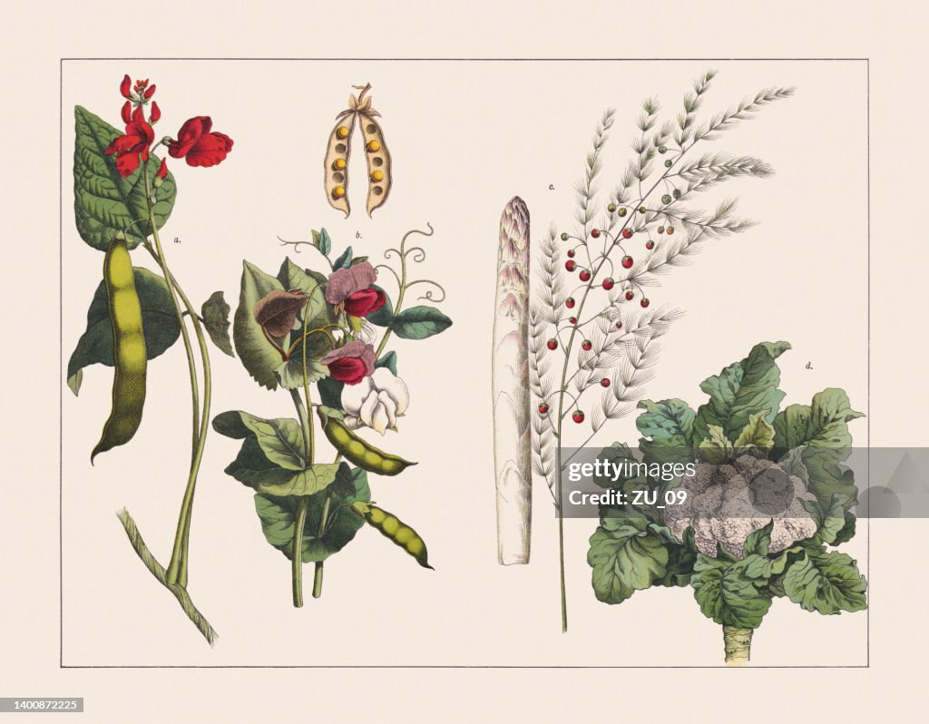 Varie piante (Fabaceae, Piante da fiore, Cavolo), cromolitografia, pubblicata nel 1891