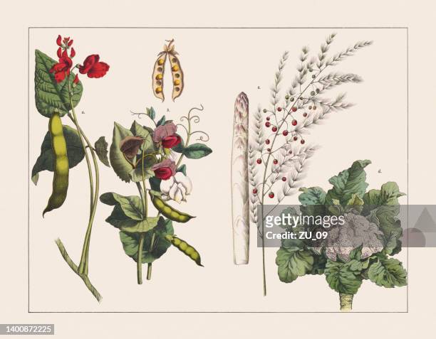 stockillustraties, clipart, cartoons en iconen met various plants (fabaceae, flowering plants, cabbage), chromolithograph, published in 1891 - asparagus
