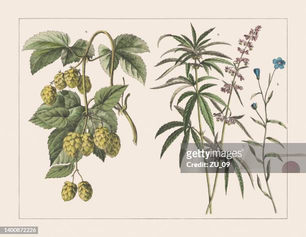 stockillustraties, clipart, cartoons en iconen met various plants (cannabaceae, linaceae), chromolithograph, published in 1891 - botany