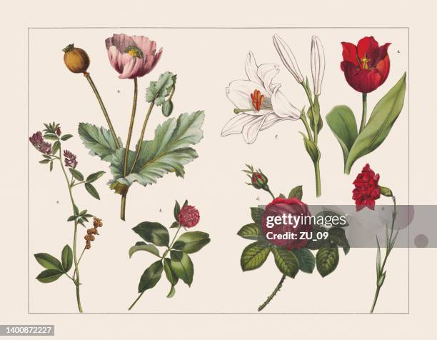 ilustraciones, imágenes clip art, dibujos animados e iconos de stock de varias plantas (papaveraceae, fabaceae, rosoideae, lilioideae, caryophyllaceae), cromolitografía, publicado en 1891 - grabado técnica de ilustración