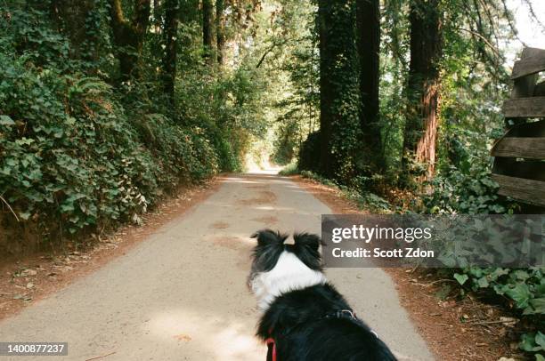 walk with australian shepherd and border collie mix in the redwoods of sonoma county - pastor australiano fotografías e imágenes de stock