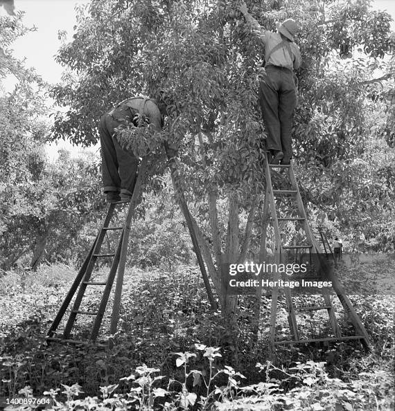 Picking Pears