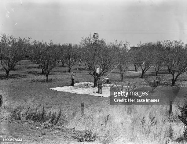 Harvesting on almond ranch, local day labor. Near Walnut Creek, Contra Costa County, California. Artist Dorothea Lange.