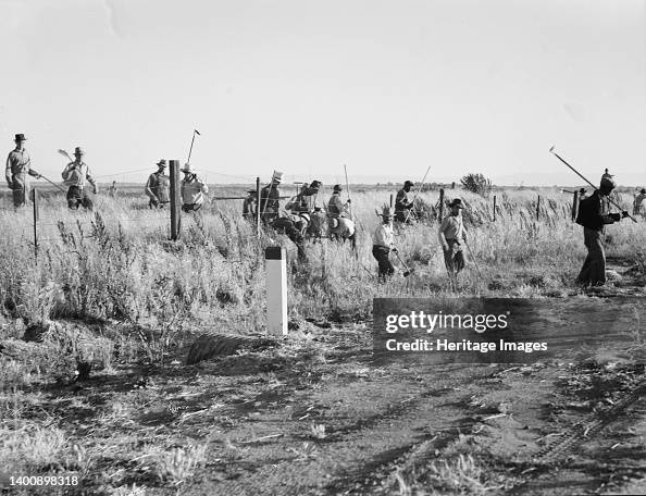 Migratory Agricultural Workers - Cotton Hoers