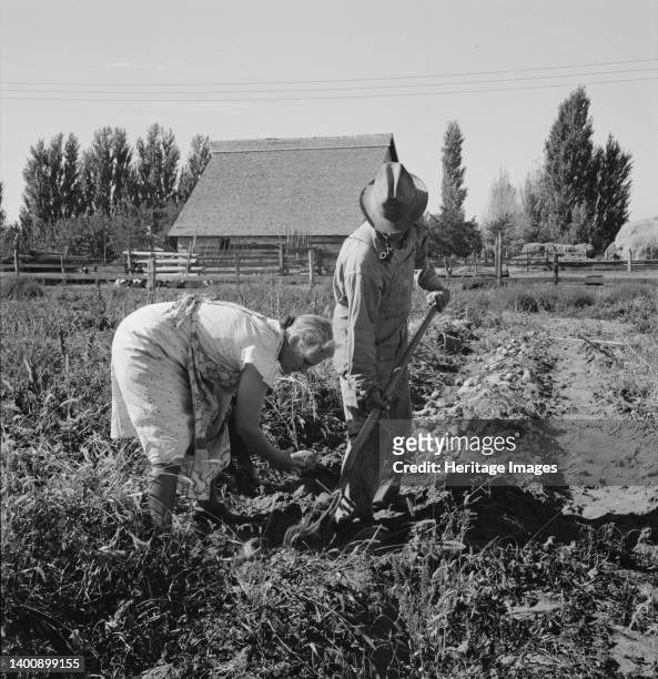 Couple digging their sweet potatoes in the fall. Irrigon, Morrow County, Oregon. Artist Dorothea Lange.