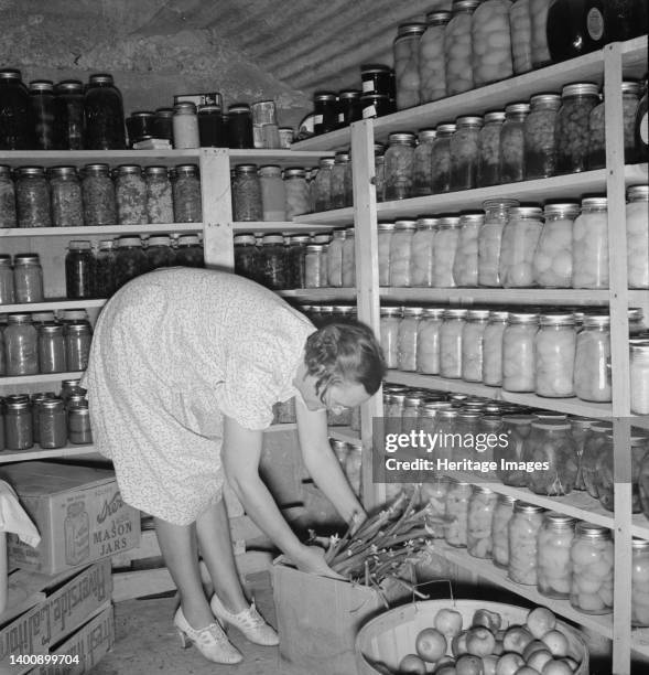 Mrs. Botner arranging her storage cellar. Nyssa Heights, Malheur County, Oregon. Artist Dorothea Lange.