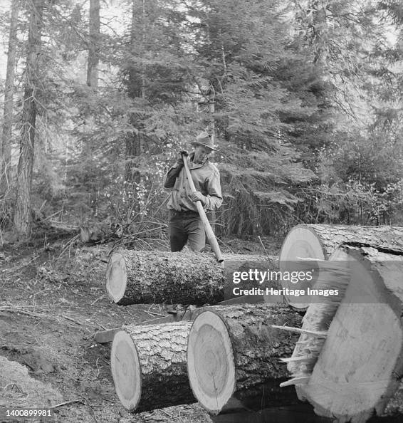 Member Of The Ola Self-Help Sawmill Co-Op Working In The Woods...