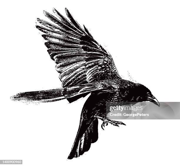 bildbanksillustrationer, clip art samt tecknat material och ikoner med raven flying - raven bird