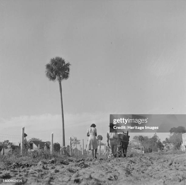 Daytona Beach, Florida. Bethune-Cookman College. Scene on the agricultural school farm. Artist Gordon Parks.