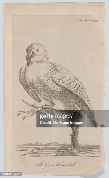 The Great White Owl, 1771. Artist Anon.
