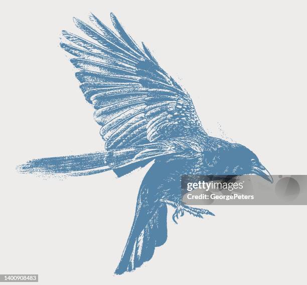 ilustraciones, imágenes clip art, dibujos animados e iconos de stock de raven flying - ala de animal