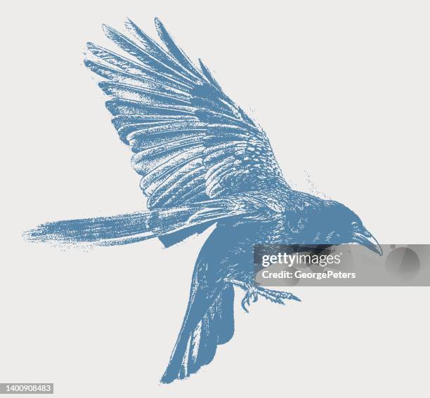 raven flying - ravens stock illustrations