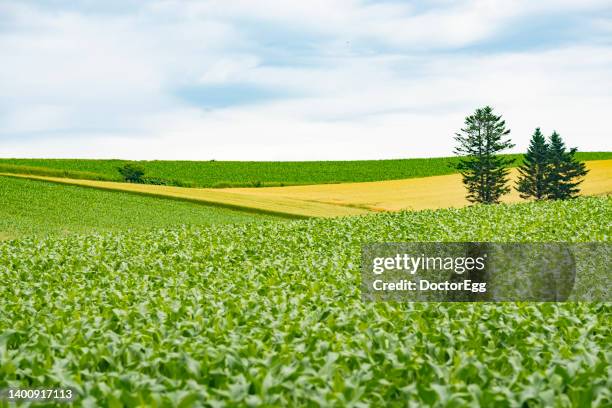 scenic agricultural field landscape of biei patchwork road, one of most famous tourist destination in biei town, hokkaido, japan - region photos et images de collection