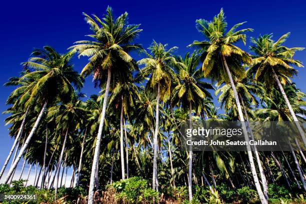 indonesia, coconut palms in the mentawai islands - indonesia sumatra mentawai stock pictures, royalty-free photos & images