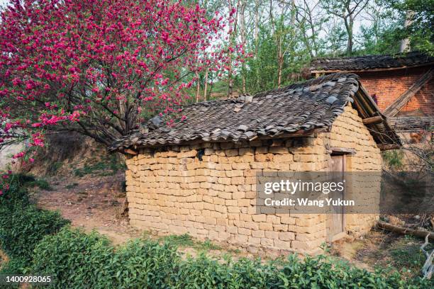 a red plum tree blooms next to an abandoned adobe house - adobe home stock-fotos und bilder