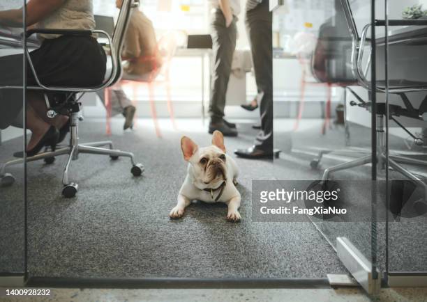 low angle view of pet french bulldog sitting on floor amongst colleagues working in modern creative office interior - office carpet stockfoto's en -beelden