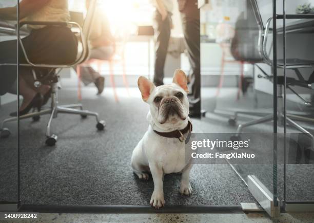 portrait of pet french bulldog sitting on floor amongst colleagues working in modern creative office interior - office dog stock pictures, royalty-free photos & images