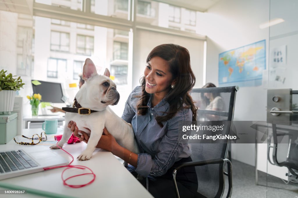 Asiatische mittelerwachsene Frau hält Haustier Französische Bulldogge auf dem Schreibtischtisch und sieht von Angesicht zu Angesicht aus, während sie in modernem kreativem Bürointerieur arbeitet