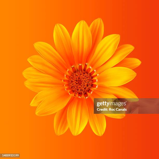 flower - gerbera daisy stock-fotos und bilder